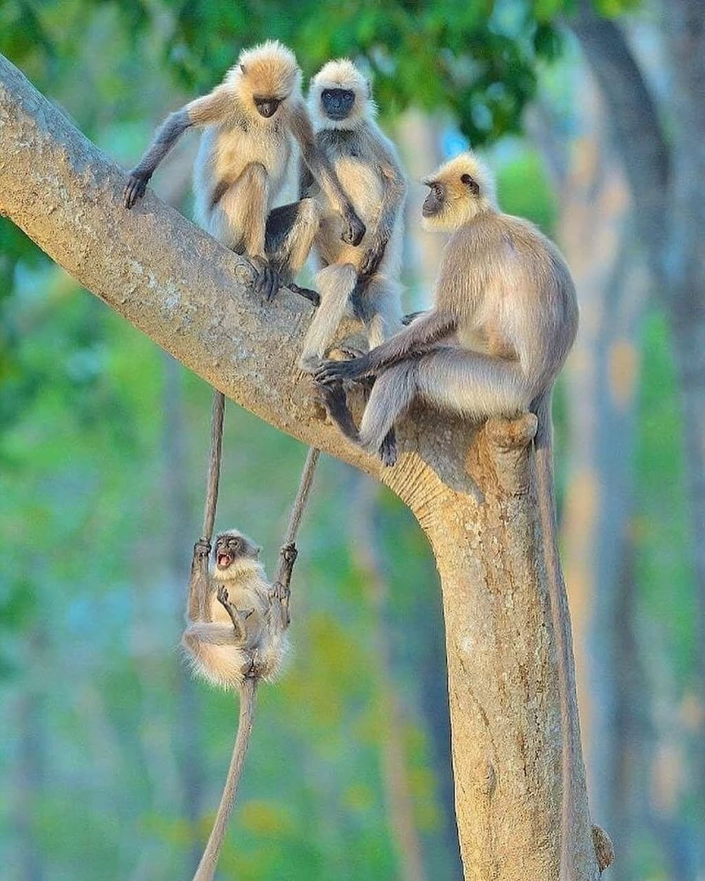 A family of monkeys resting on a tree branch