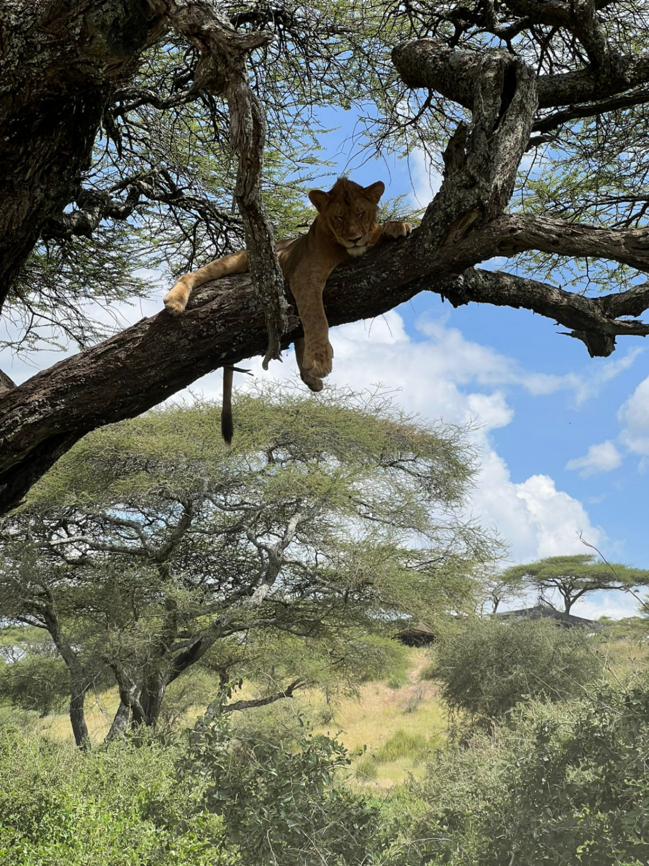 Lion resting in a tree