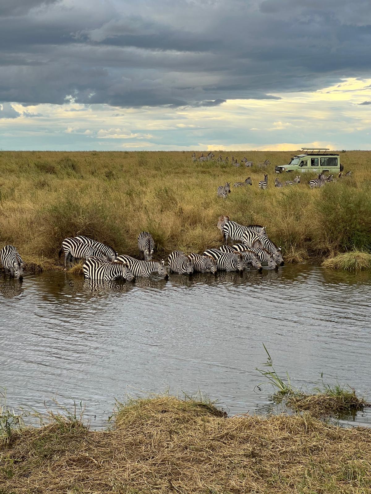 Zebras drinking at a Serengeti waterhole with a safari vehicle in the distance