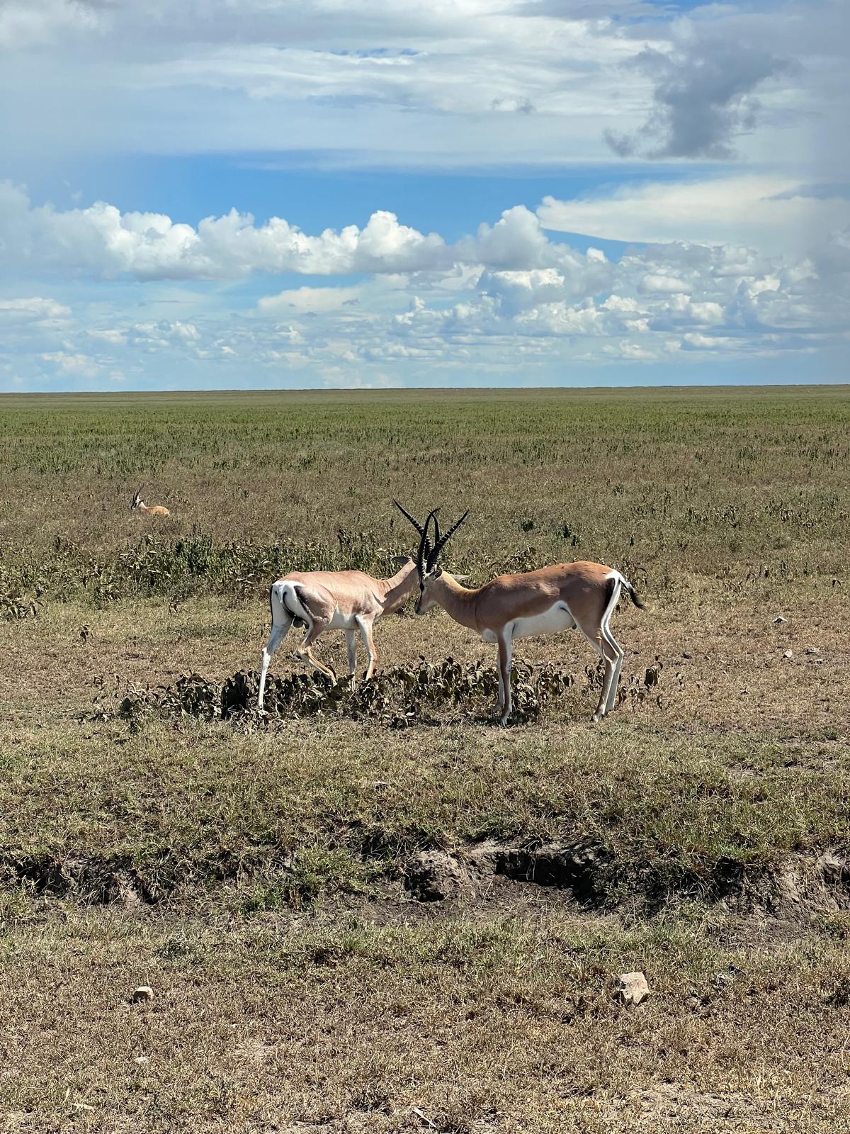 Two impalas grazing on the Ngorongoro Crater floor