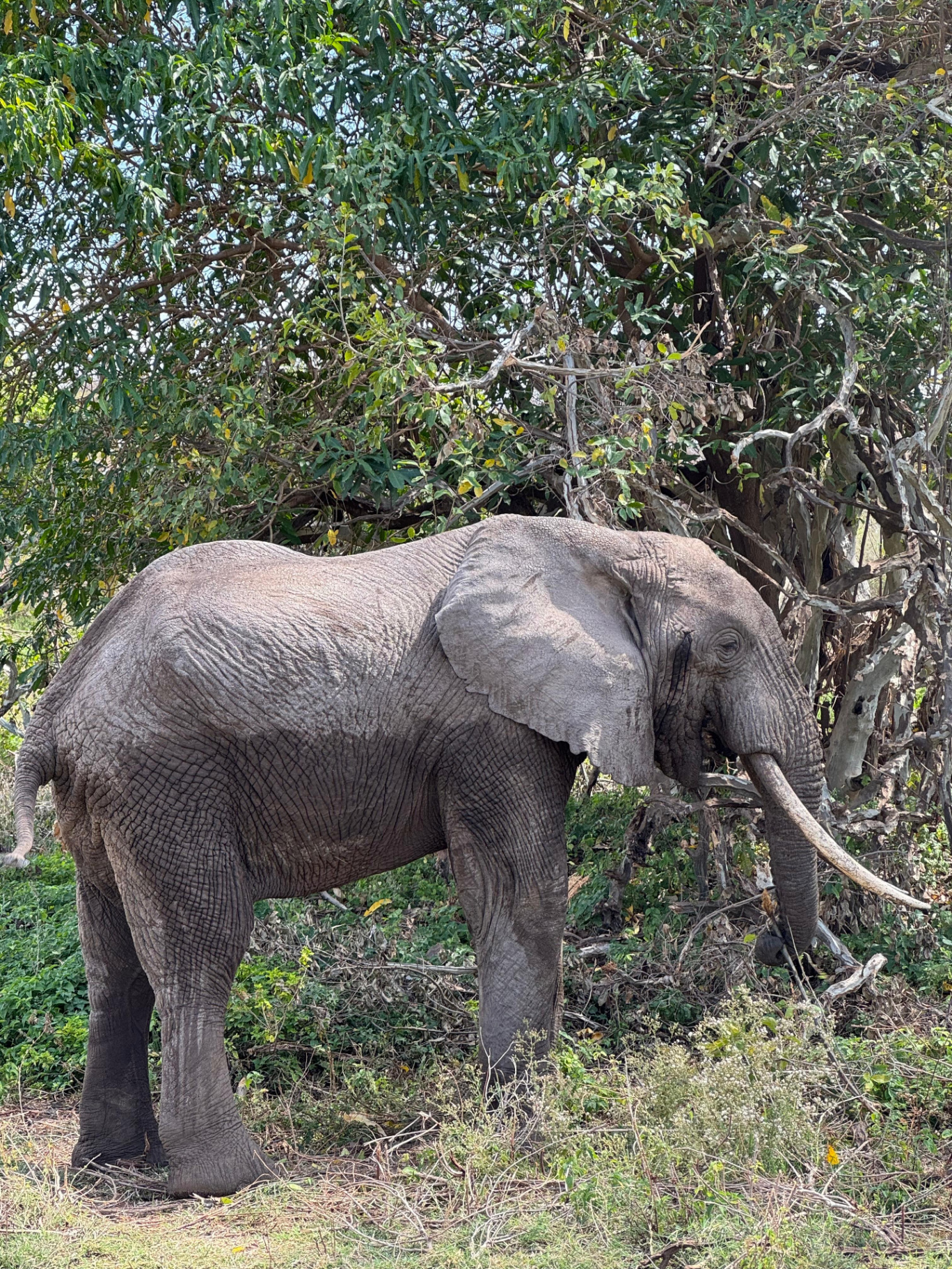 Elephant near a tree