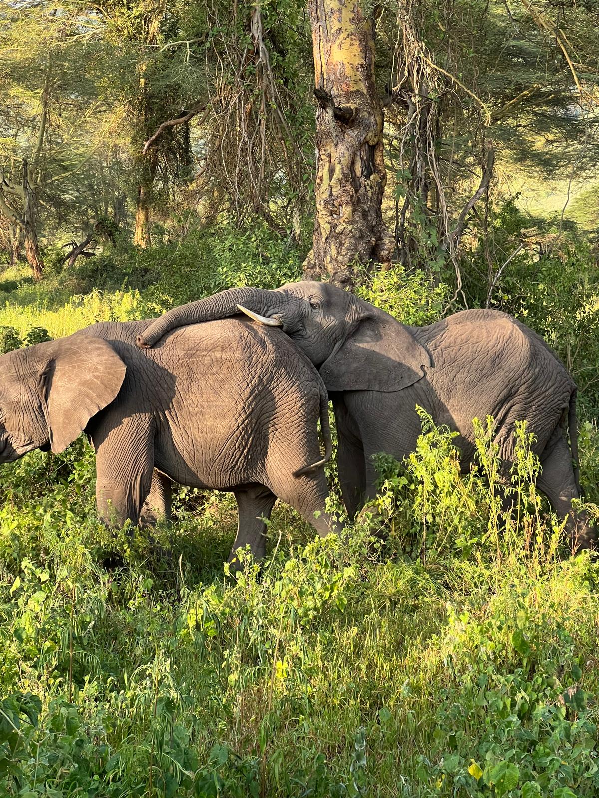 Selous Game Reserve (Nyerere National Park)