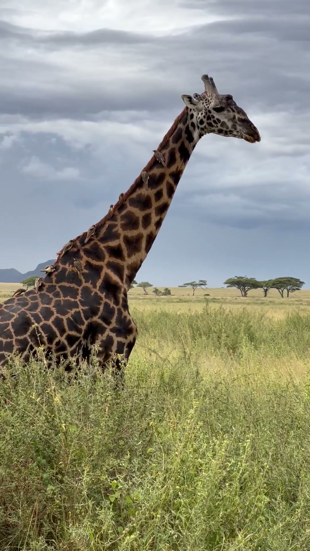 Giraffe in the Serengeti