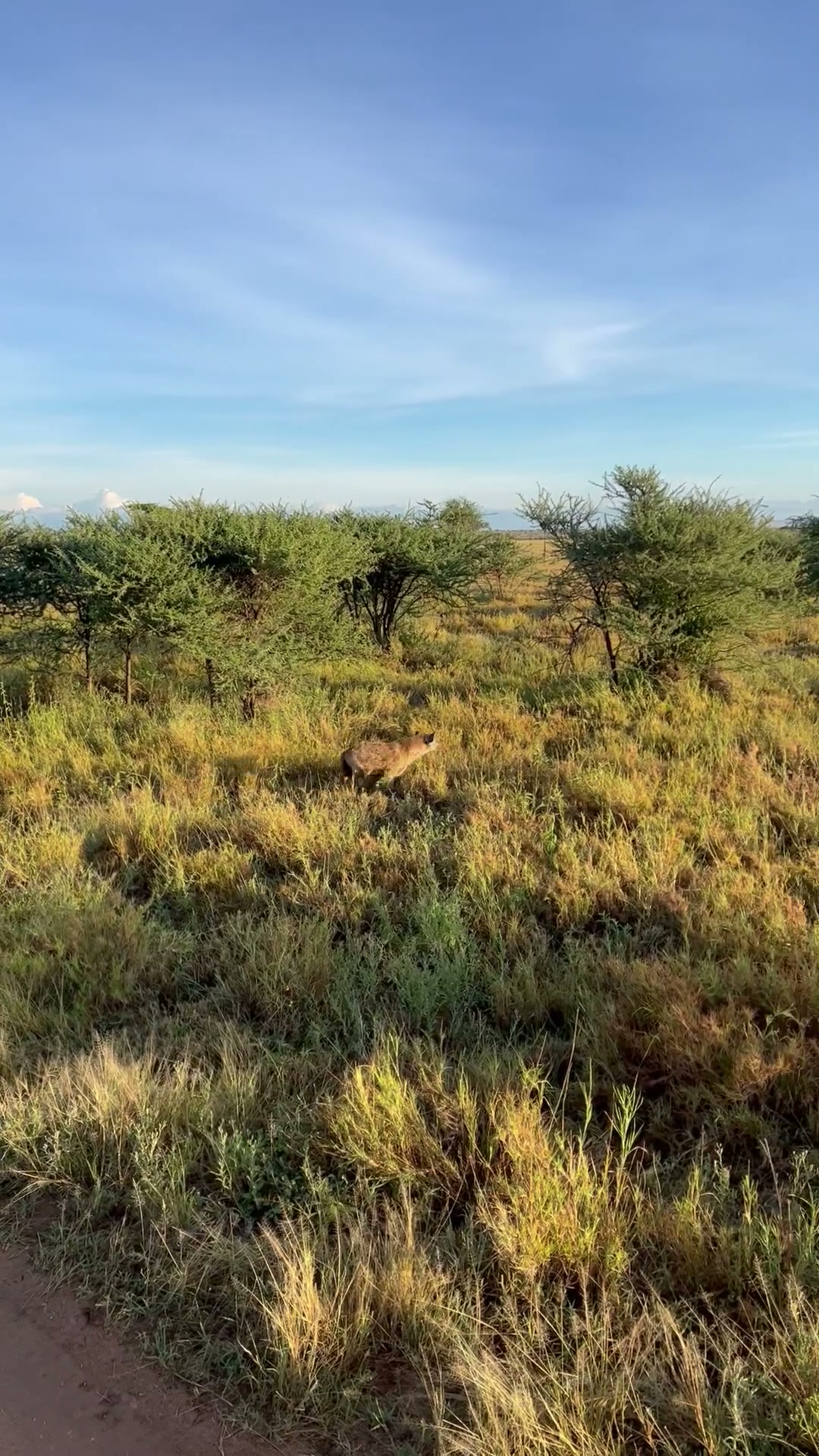 Hyena in the grass